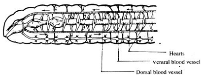 2191_The transport system in earthworm.png